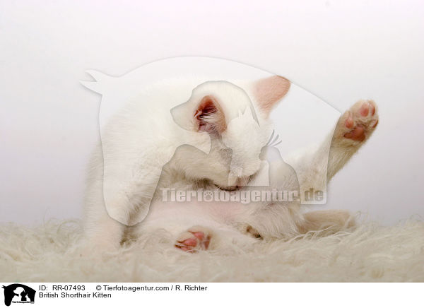 British Shorthair Kitten / RR-07493