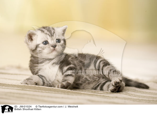 British Shorthair Kitten / JW-01024