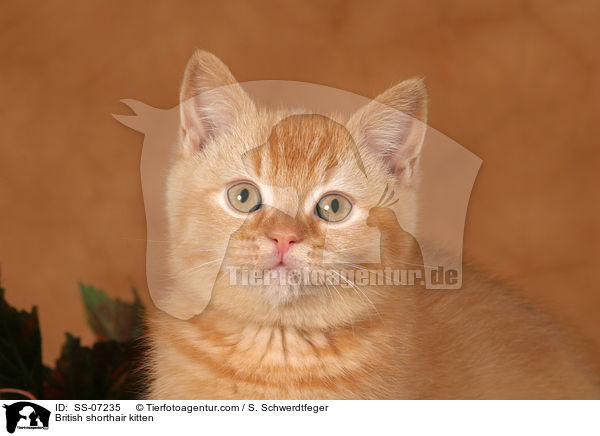 British shorthair kitten / SS-07235