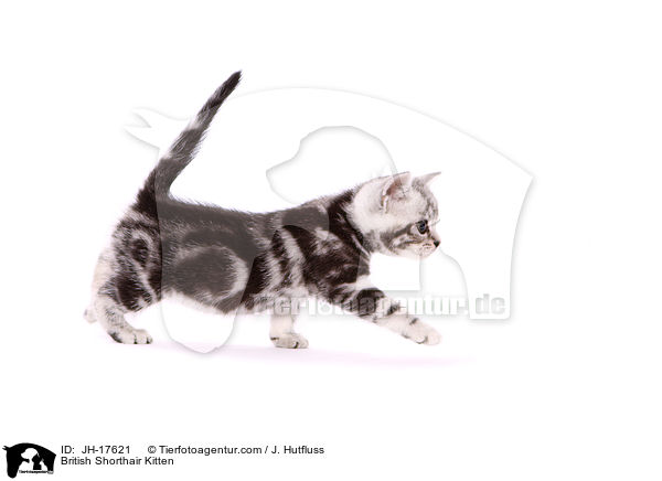 British Shorthair Kitten / JH-17621