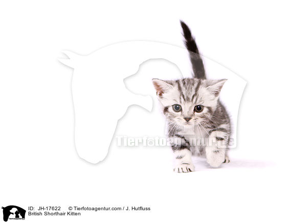 British Shorthair Kitten / JH-17622