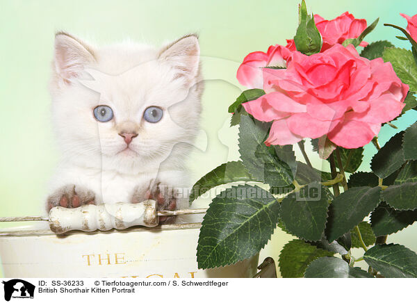 British Shorthair Kitten Portrait / SS-36233