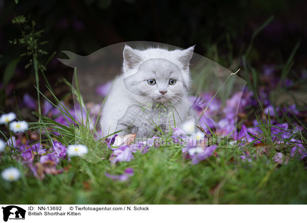 Britisch Kurzhaar Ktzchen / British Shorthair Kitten / NN-13692