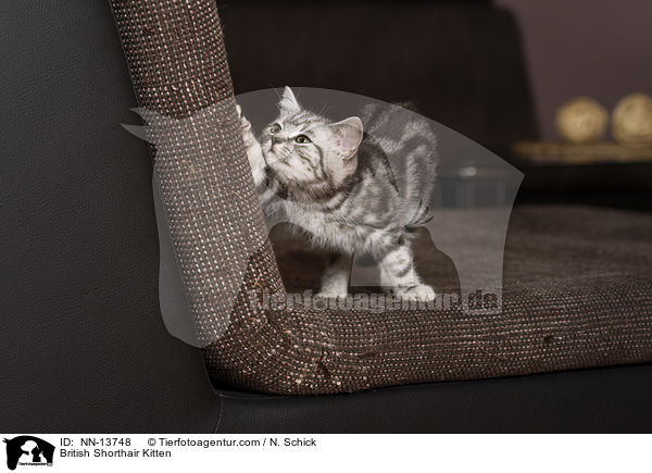 Britisch Kurzhaar Ktzchen / British Shorthair Kitten / NN-13748