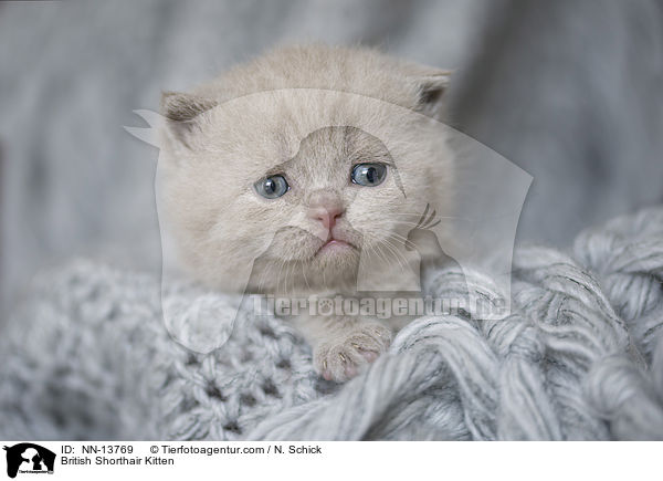 Britisch Kurzhaar Ktzchen / British Shorthair Kitten / NN-13769