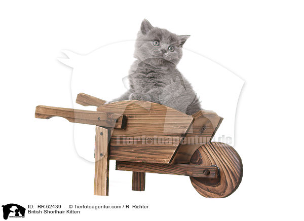 Britisch Kurzhaar Ktzchen / British Shorthair Kitten / RR-62439