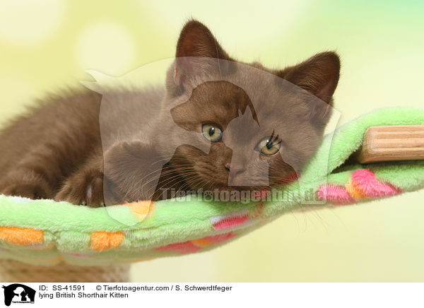 lying British Shorthair Kitten / SS-41591