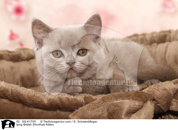 lying British Shorthair Kitten / SS-41705