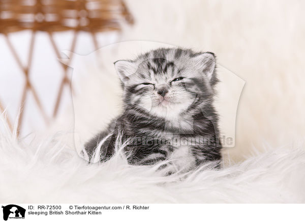sleeping British Shorthair Kitten / RR-72500