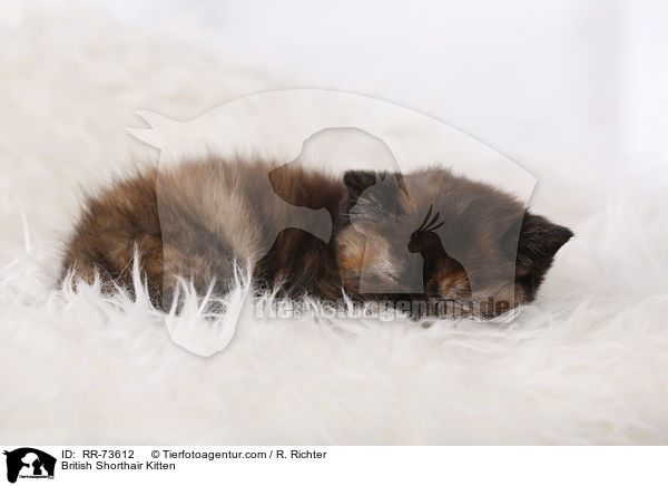 British Shorthair Kitten / RR-73612