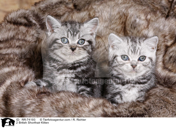 2 British Shorthair Kitten / RR-74193