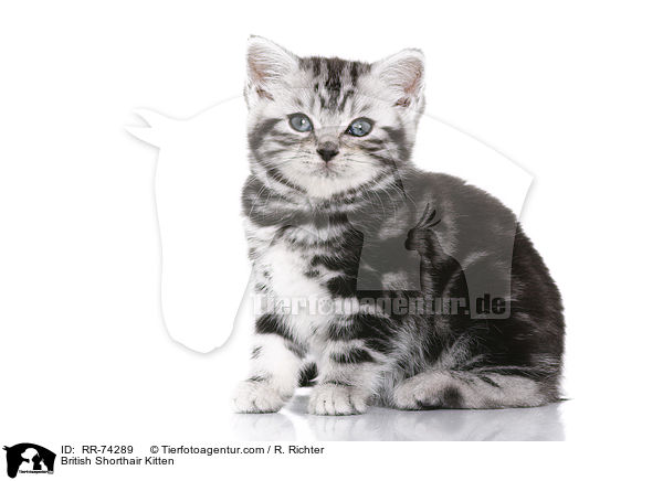 British Shorthair Kitten / RR-74289