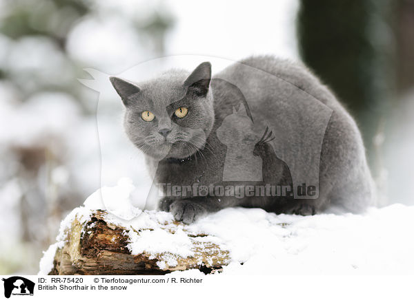 British Shorthair in the snow / RR-75420