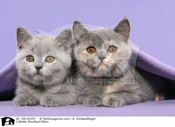 2 British Shorthair Kitten / SS-43370