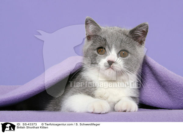 British Shorthair Kitten / SS-43373