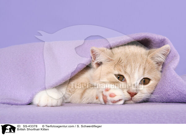 British Shorthair Kitten / SS-43378