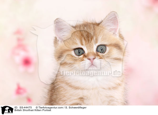 British Shorthair Kitten Portrait / SS-44475