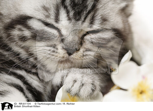 British Shorthair Kitten / RR-81104