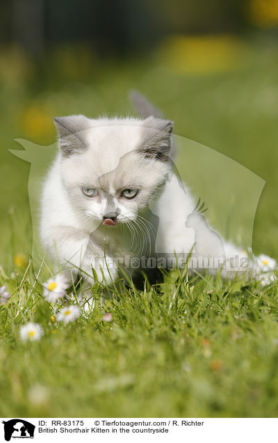 Britisch Kurzhaar Ktzchen im Grnen / British Shorthair Kitten in the countryside / RR-83175
