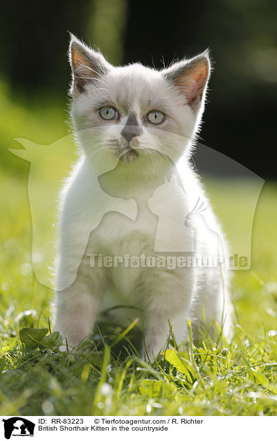 Britisch Kurzhaar Ktzchen im Grnen / British Shorthair Kitten in the countryside / RR-83223