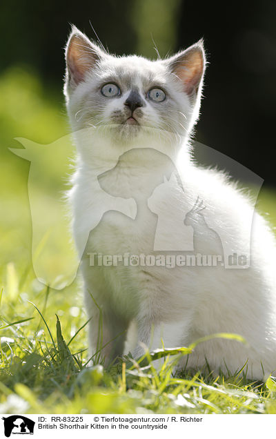 Britisch Kurzhaar Ktzchen im Grnen / British Shorthair Kitten in the countryside / RR-83225
