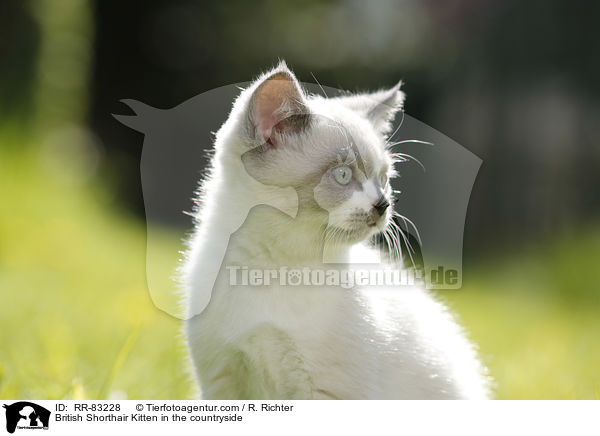 Britisch Kurzhaar Ktzchen im Grnen / British Shorthair Kitten in the countryside / RR-83228