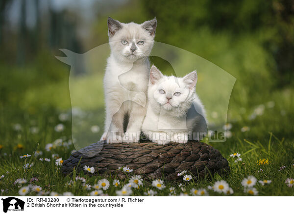 2 Britisch Kurzhaar Ktzchen im Grnen / 2 British Shorthair Kitten in the countryside / RR-83280
