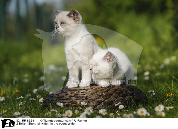 2 Britisch Kurzhaar Ktzchen im Grnen / 2 British Shorthair Kitten in the countryside / RR-83281