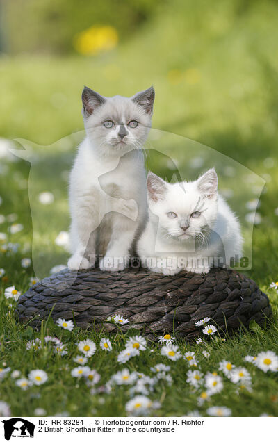 2 Britisch Kurzhaar Ktzchen im Grnen / 2 British Shorthair Kitten in the countryside / RR-83284