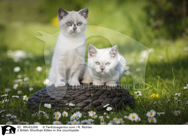 2 Britisch Kurzhaar Ktzchen im Grnen / 2 British Shorthair Kitten in the countryside / RR-83288