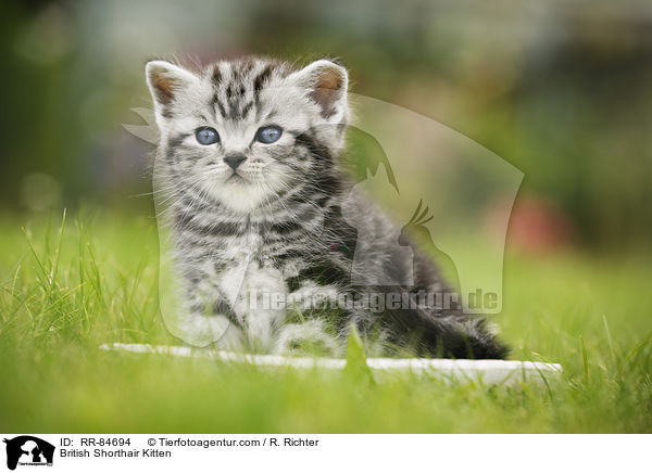 Britisch Kurzhaar Ktzchen / British Shorthair Kitten / RR-84694