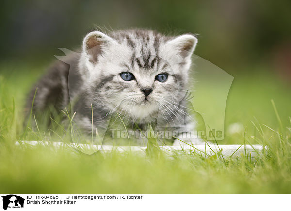 Britisch Kurzhaar Ktzchen / British Shorthair Kitten / RR-84695
