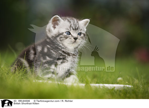 Britisch Kurzhaar Ktzchen / British Shorthair Kitten / RR-84696