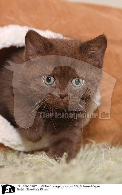 British Shorthair Kitten / SS-50962