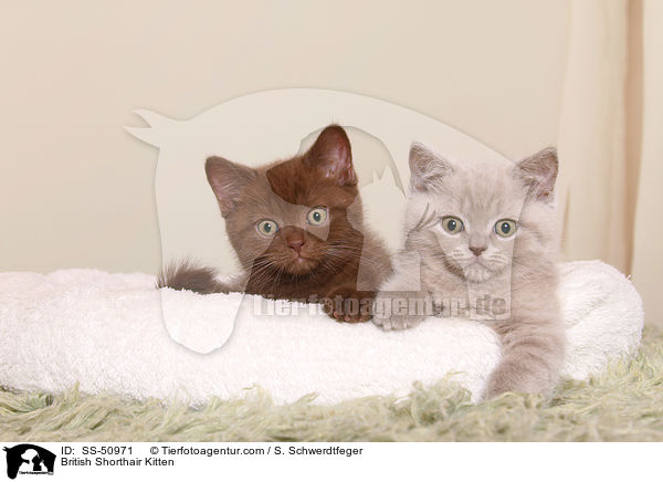 British Shorthair Kitten / SS-50971