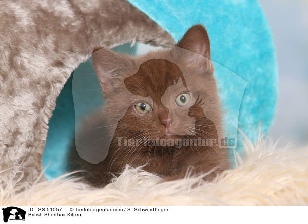 British Shorthair Kitten / SS-51057