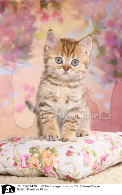 British Shorthair Kitten / SS-51478
