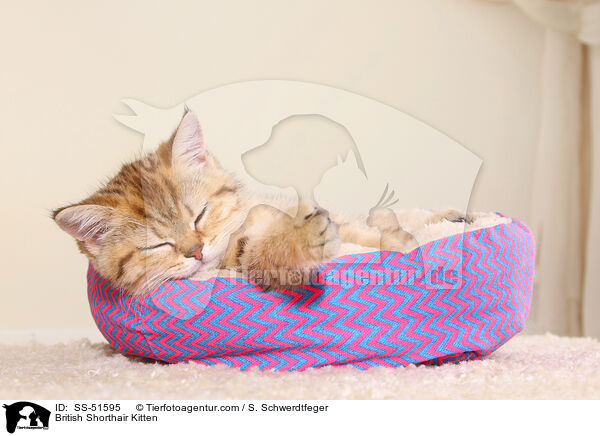 British Shorthair Kitten / SS-51595