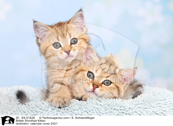 British Shorthair Kitten / SS-51628