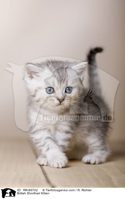 British Shorthair Kitten / RR-89702