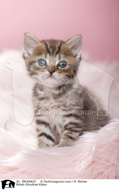 British Shorthair Kitten / RR-89820