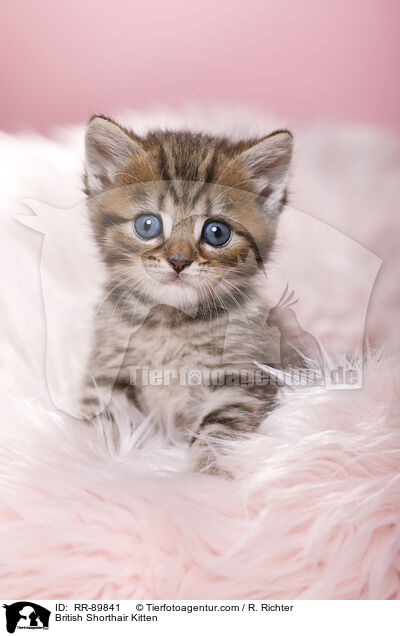 British Shorthair Kitten / RR-89841
