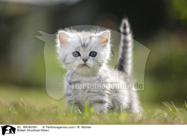 British Shorthair Kitten / RR-90091