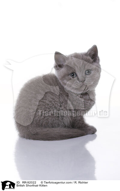 British Shorthair Kitten / RR-92022