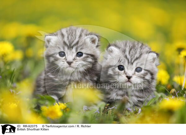 British Shorthair Kitten / RR-92075