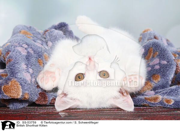 British Shorthair Kitten / SS-53759