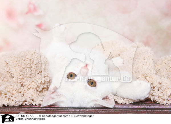 British Shorthair Kitten / SS-53778