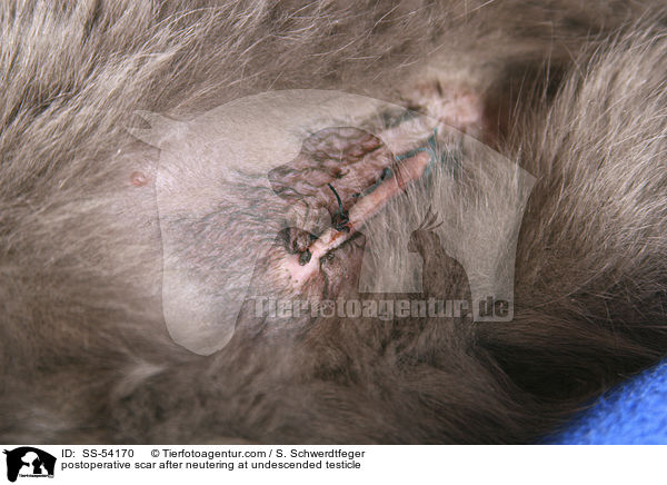 Operationsnarbe nach Kastration bei Hodenhochstand / postoperative scar after neutering at undescended testicle / SS-54170