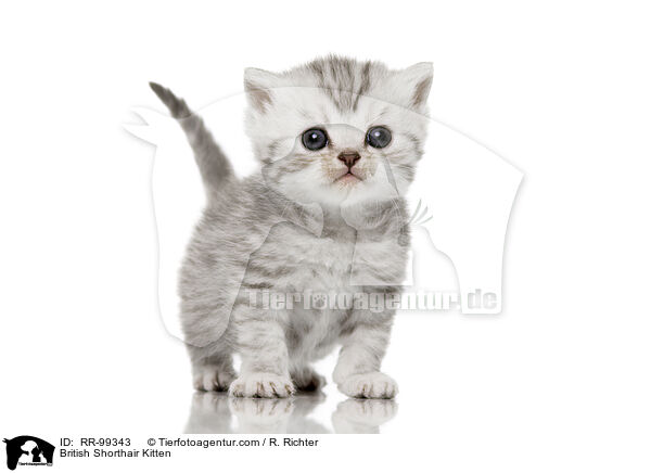 British Shorthair Kitten / RR-99343