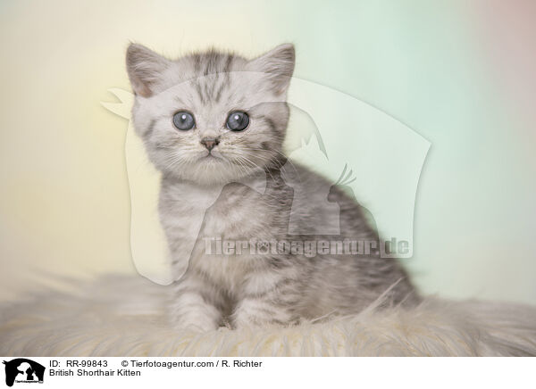 British Shorthair Kitten / RR-99843